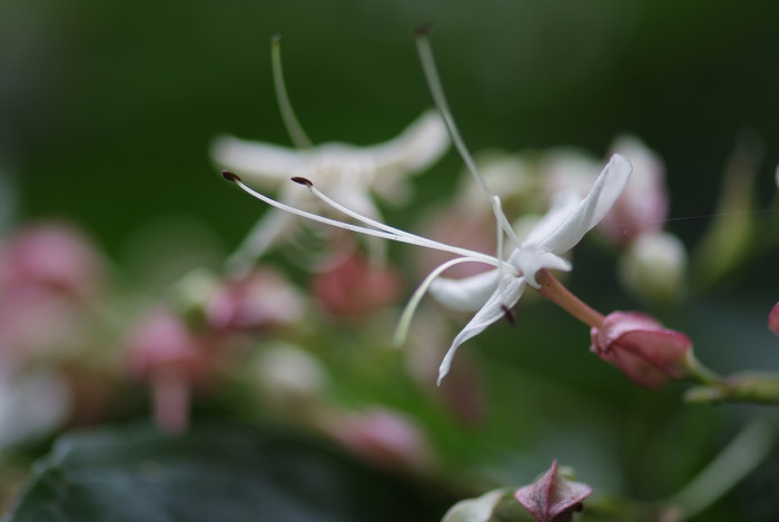 누리장나무 - Harlequin Glorybower, Clerodendrum trichotomum