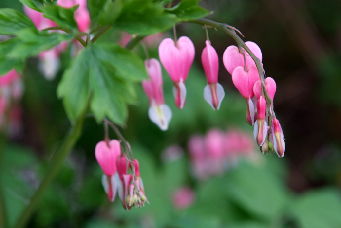 금낭화 - Dicentra spectabilis