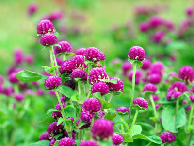 천일홍 사진 - Gomphrena globosa L. Photos