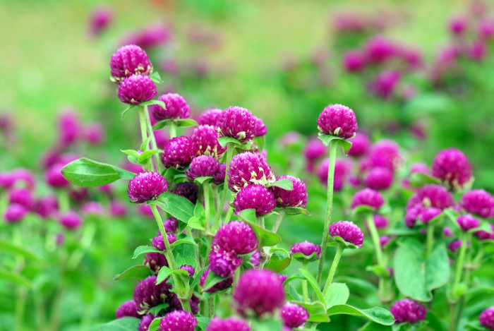 천일홍 - Globe Amaranth, Gomphrena globosa L.