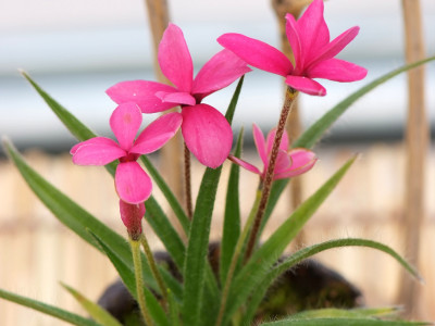 설난 사진 - Rhodohypoxis Photos