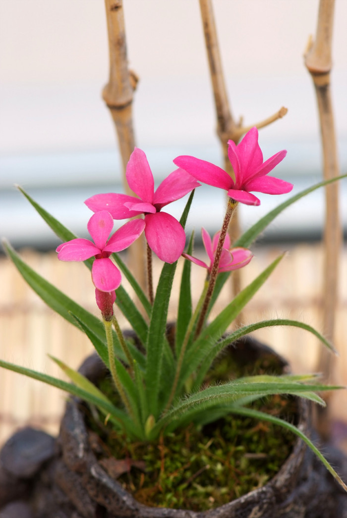 설난 - Rhodohypoxis