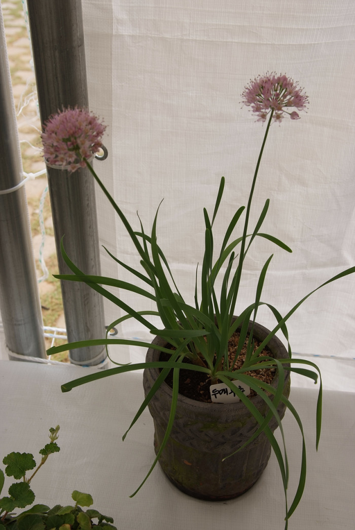 두메부추 - Allium senescens