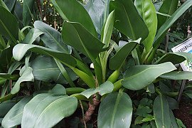 필로덴드론 구티레움 - Philodendron