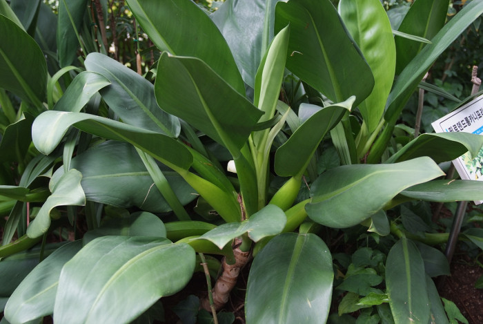 필로덴드론 구티레움 - Philodendron