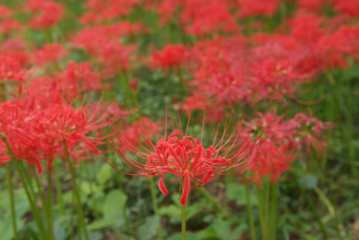 석산 - red spider lily, Lycoris radiata