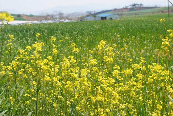 유채꽃 - Siberian kale, Brassica napus