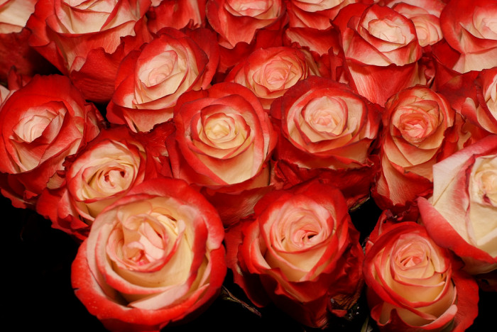 장미 - Rose, Rosa hybrida