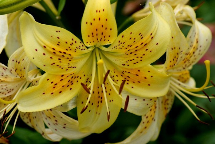 백합 - Lily, Lilium longiflorum Thunb.