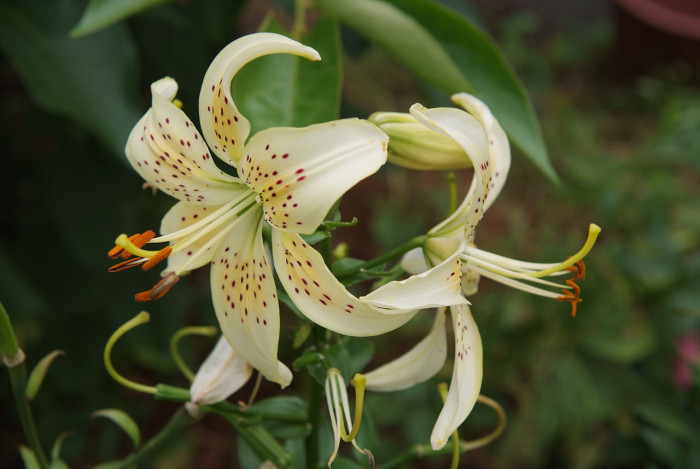 백합 - Lily, Lilium longiflorum Thunb.