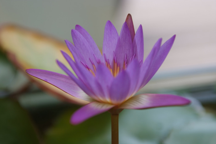 수련 - Nymphaea tetragona var. angusta