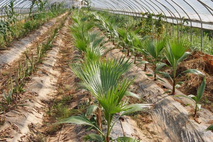 워싱턴야자 - Washington palm, California Fan Palm, Washingtonia filifera