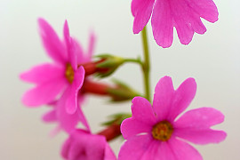 큰앵초 - Primula jesoana Miq.