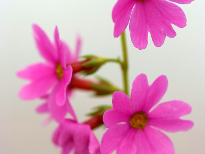 큰앵초 사진 - Primula jesoana Miq. Photos