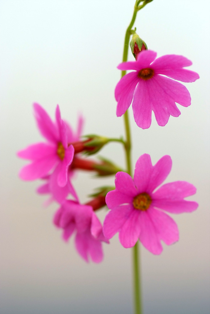 큰앵초 - Primula jesoana Miq.