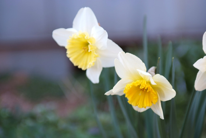 수선화 - daffodil, Narcissus tazetta var. chinensis