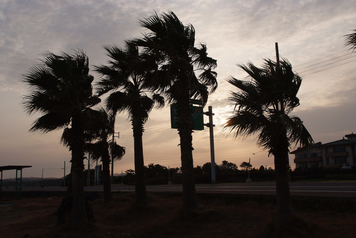 워싱턴야자 - Washington palm, California Fan Palm, Washingtonia filifera