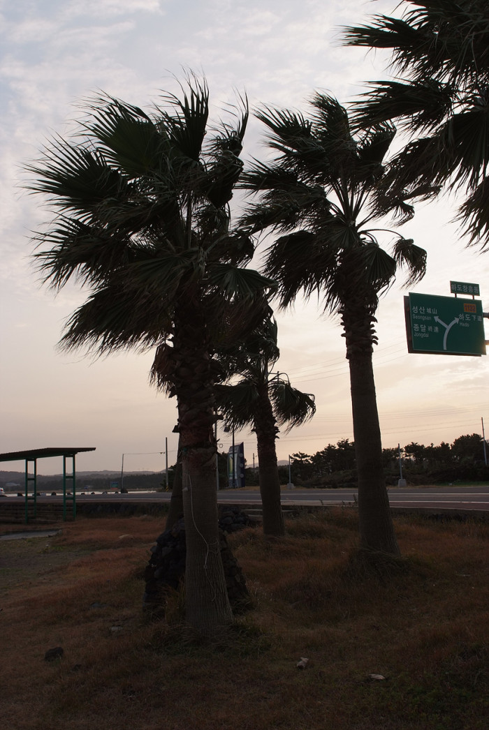 워싱턴야자 - Washington palm, California Fan Palm, Washingtonia filifera