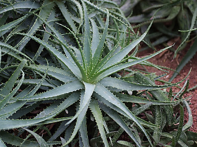 알로에 아보레센스 사진 - Aloe Aborescens Photos