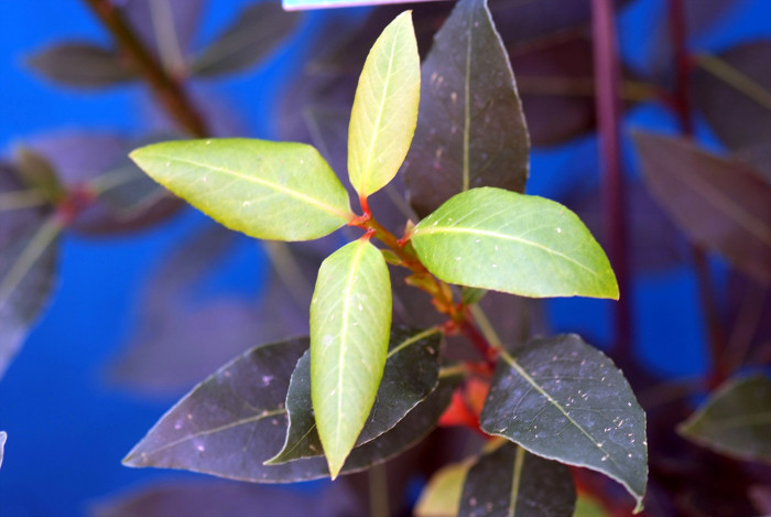 월계수 - Laurus nobilis L.