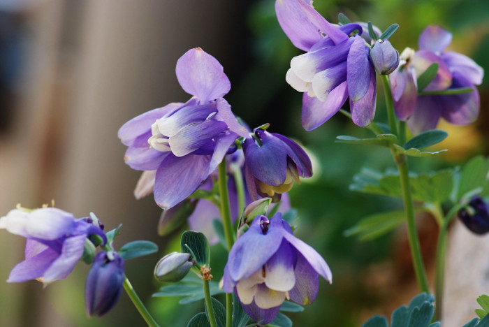 하늘매발톱 - shape columbine, Aquilegia flabellata Siebold & Zucc. var. pumila (Huth) Kudo