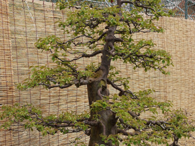 모과나무 사진 - Chaenomeles sinensis Photos
