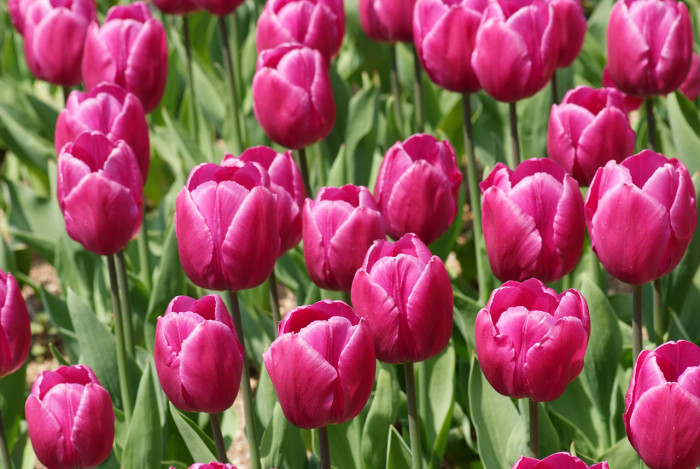 튤립 - Tulip, Tulipa gesneriana