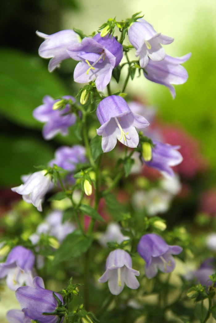 캄파눌라 - Canterbury bells, Campanula poscharskyana