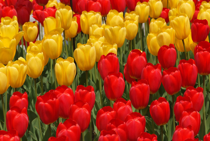 튤립 - Tulip, Tulipa gesneriana