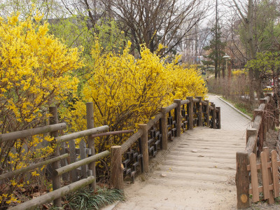 개나리 사진 - Forsythia koreana (Rehder) Nakai Photos