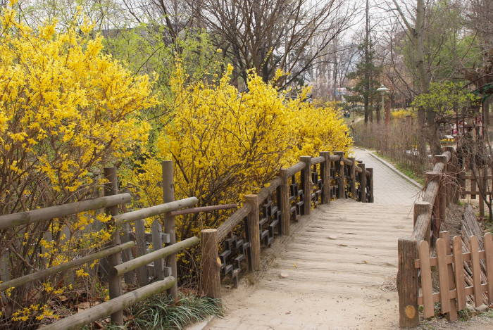 개나리 - golden bell, Forsythia koreana (Rehder) Nakai