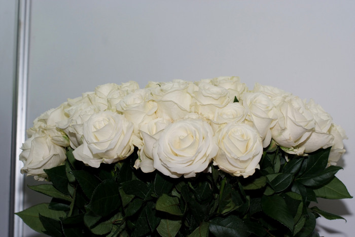 장미 - Rose, Rosa hybrida