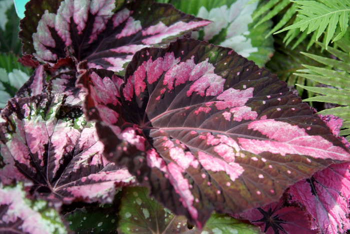 렉스베고니아 - Rex begonia, Begonia rex