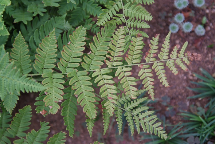 개고사리 - Athyrium niponicum (Mett.) Hance
