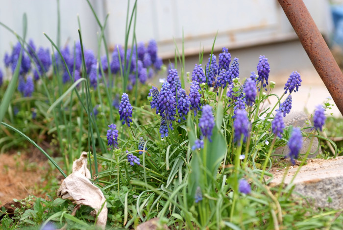 무스카리 - blue grape hyacinth, Muscari armeniacum.