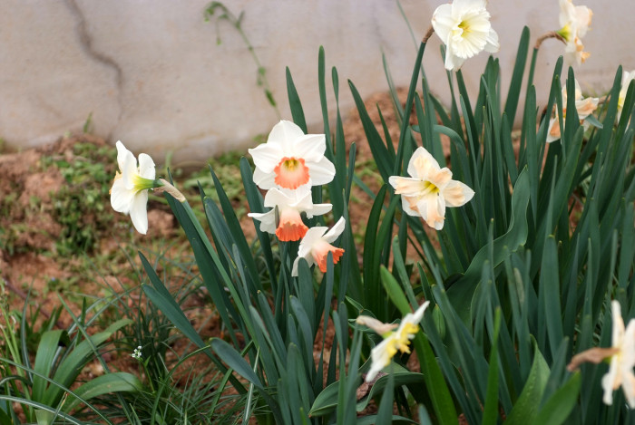 수선화 - daffodil, Narcissus tazetta var. chinensis
