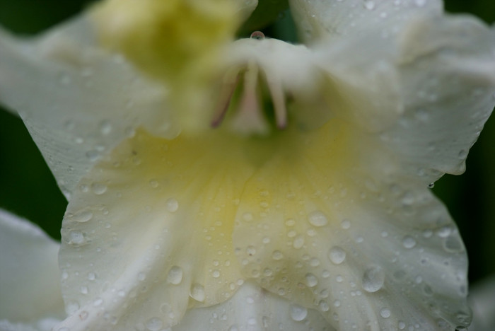 글라디올러스 - Gladiolus gandavensis Van Houtte