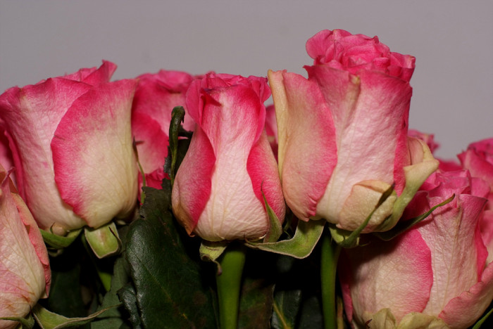 장미 - Rose, Rosa hybrida
