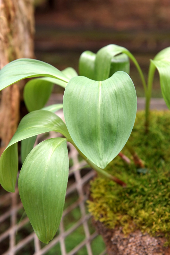 산마늘 - Allium victorialis var. platyphyllum