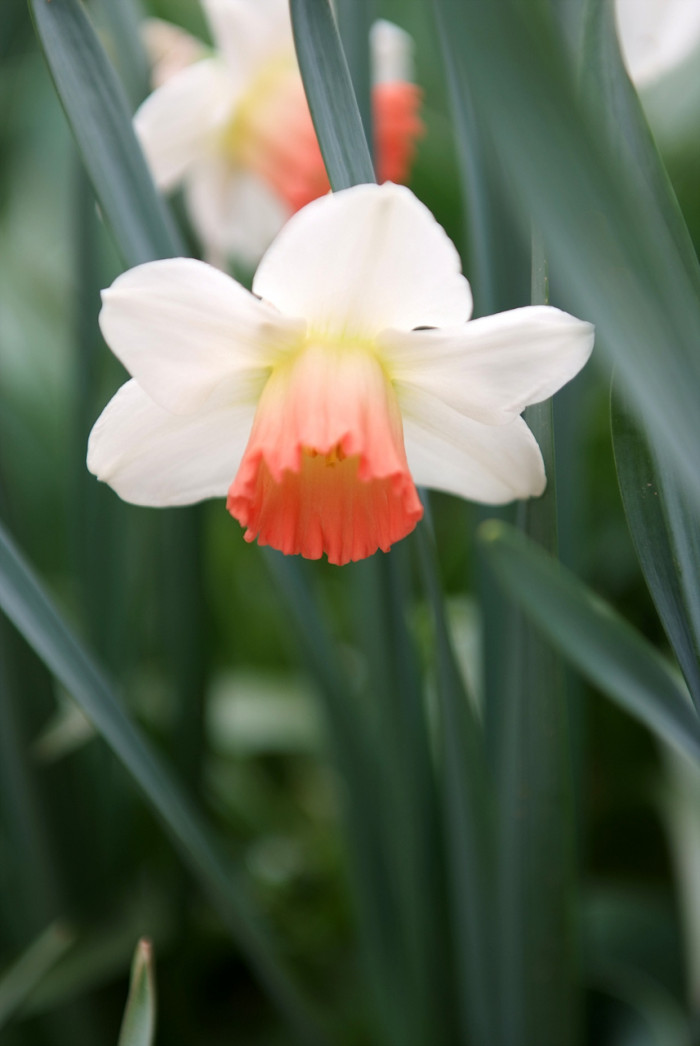 수선화 - daffodil, Narcissus tazetta var. chinensis