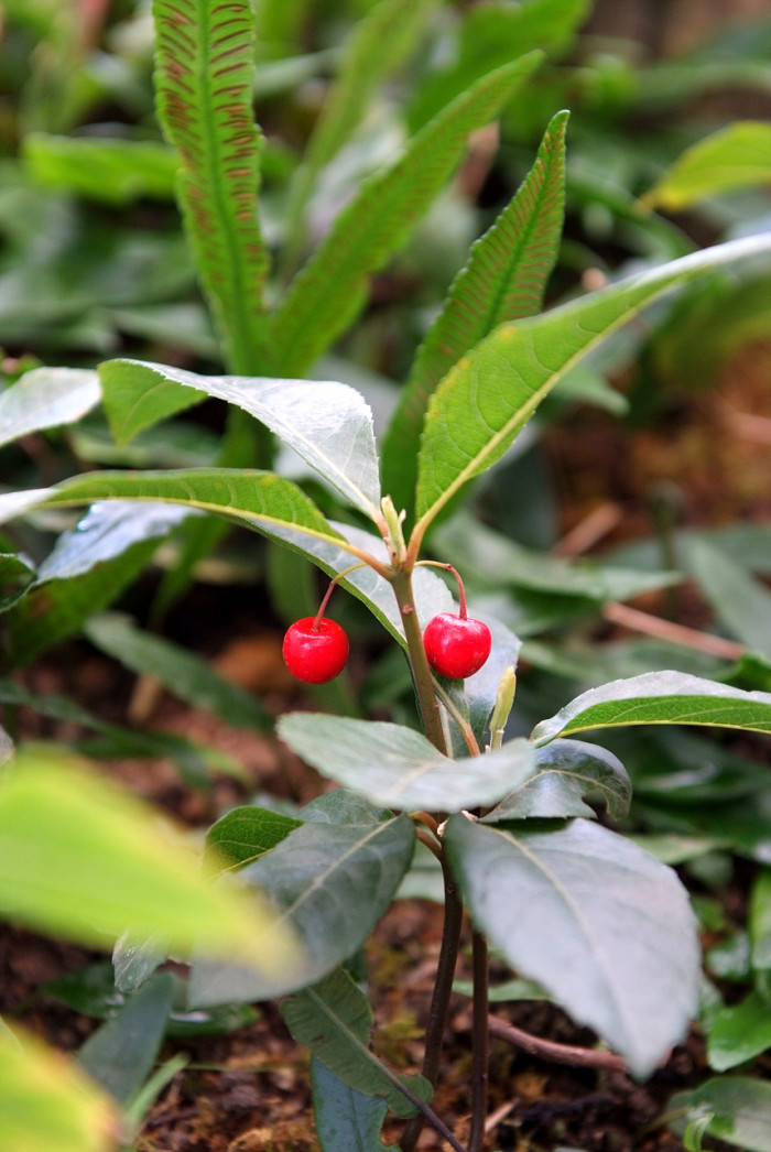 자금우 - Ardisia japonica (Thunb.) Blume