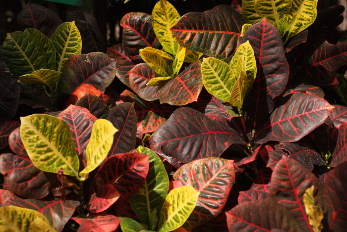 크로톤 - Croton codiaeum revolution, croton,Codiaeum variegatum,pictum