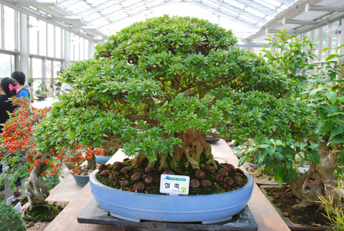 철쭉 - Deciduous Azalea, Rhododendron schlippenbachii Maxim.