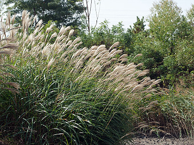 억새 사진 - Miscanthus sinensis var. purpurascens (Andersson) Rendle Photos