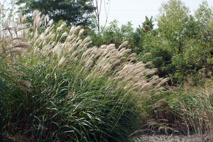 억새 - peder, Miscanthus sinensis var. purpurascens (Andersson) Rendle
