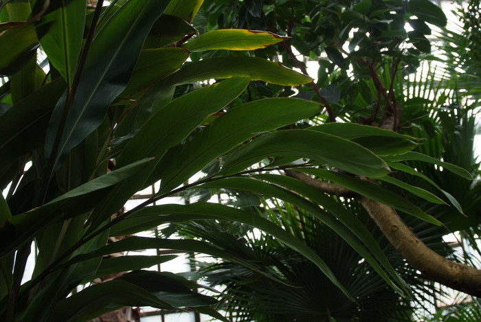 알피니아 제룸벳 - Alpinia zerumbet,variegata,shell ginger, Alpinia zerumbet