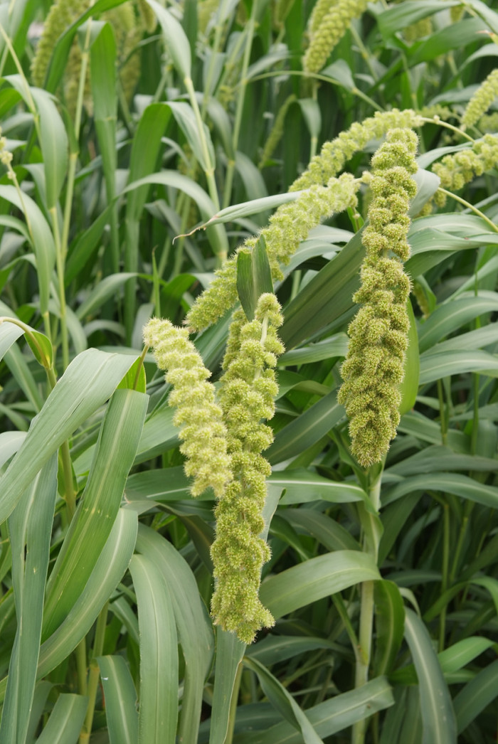 조 - Setaria italica (L.) P.Beauv.
