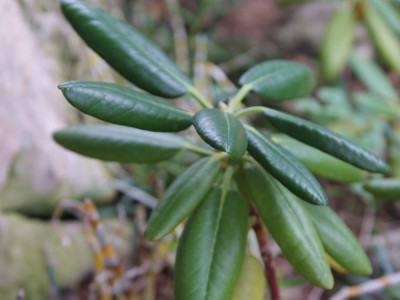 만병초 사진 - Rhododendron brachycarpum D.Don ex G.Don Photos