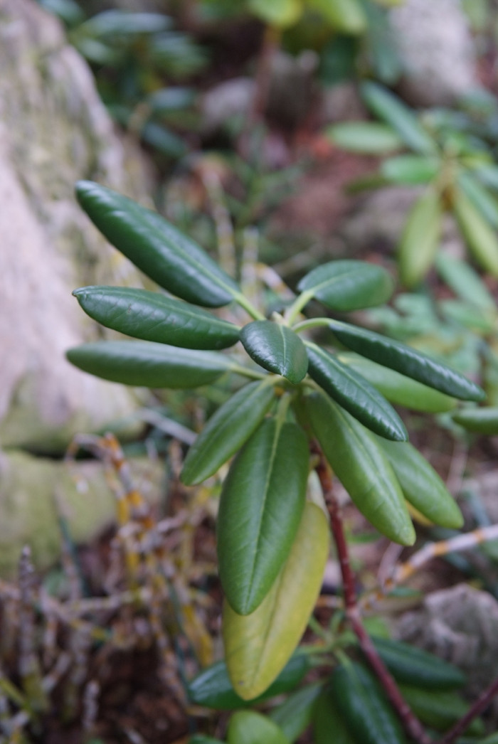 만병초 - Rhododendron brachycarpum D.Don ex G.Don