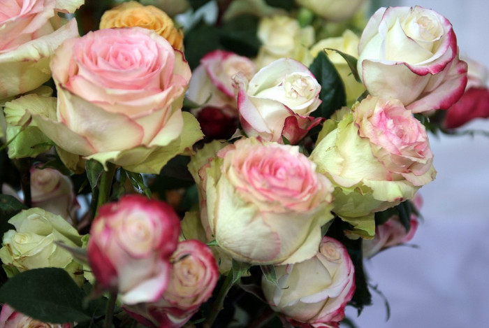 장미 - Rose, Rosa hybrida